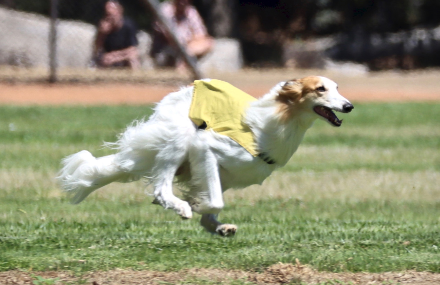 Magic lure coursing