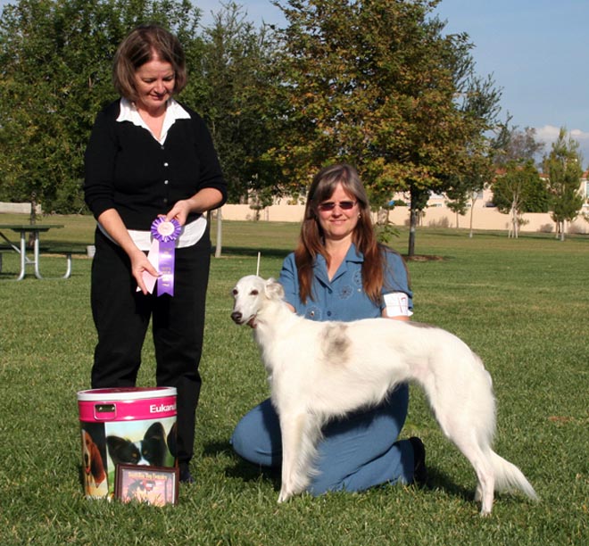 Storm - Reserve Best in Show UKC