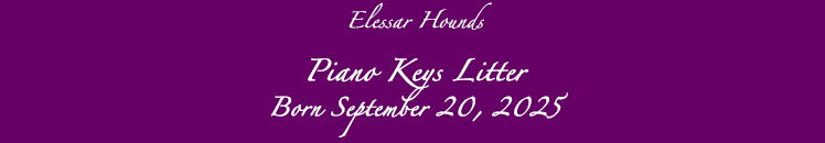 Elessar Piano Keys Litter title