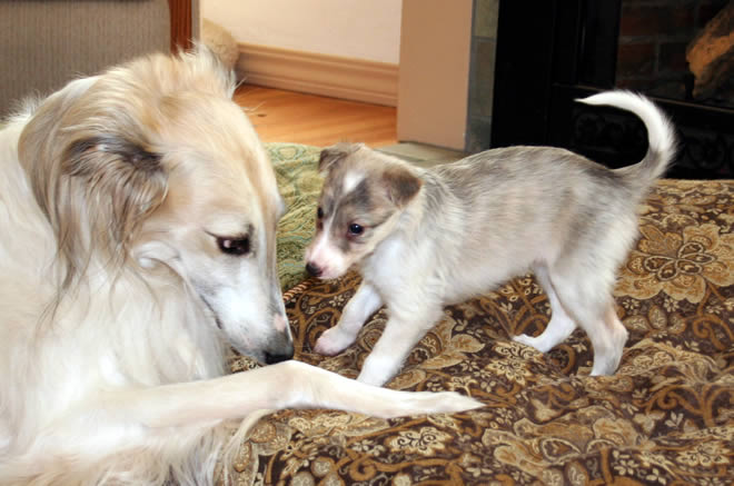 Tuscan - 4 years - Prado Park