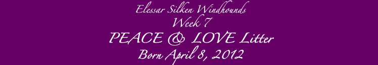 Peace and Love Litter Week 4